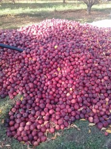 سیب مراغه مرغوبترین در ایران